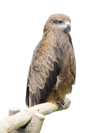 Black Hawk isolated on white background.の写真素材
