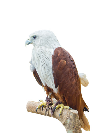 Red Hawk isolated on white background.の写真素材