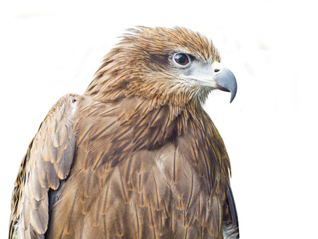 close-up Black Hawk isolated on white background.の写真素材