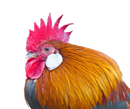 close-up Thai chicken (Red Junglefowl) isolated on white background.の写真素材