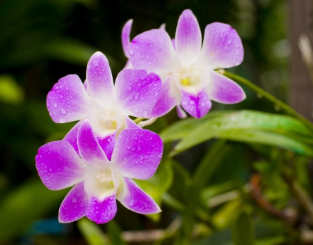 Pink orchid flowersの写真素材