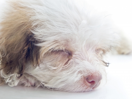 This photo shows a tired or sleepy dog on a white background  Focus on face の写真素材