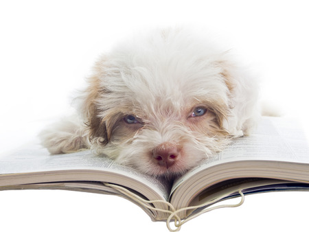 concept of student bored with homework - english puppy dozy over reading a bookの写真素材