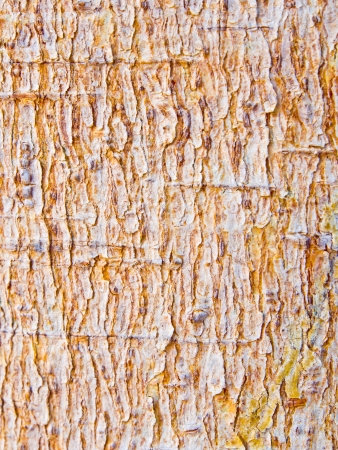 tree bark texture backgroundの写真素材