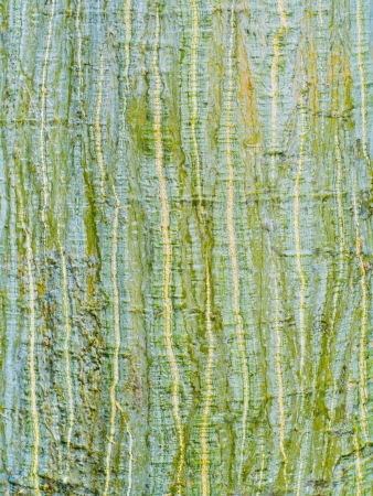 Tree bark texture from a young treeの写真素材