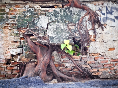 ruin concrete wall with big tree rootの写真素材