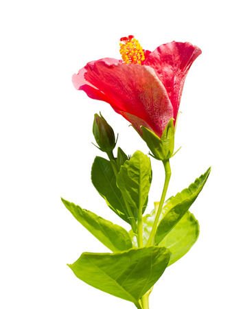 red Hibiscus,Tropical flower isolated on white background.の写真素材
