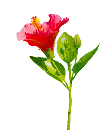 red Hibiscus,Tropical flower isolated on white background.の写真素材