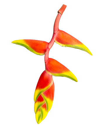 heliconia flower isolated on white backgroundの写真素材