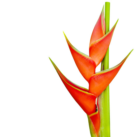 heliconia flower isolated on white backgroundの写真素材