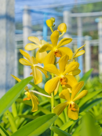 close up yellow Mokara orchid flower in farmの写真素材