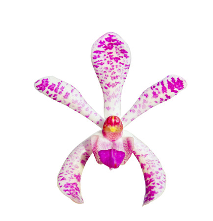 Pink Mokara orchid flower isolated on white background.の写真素材
