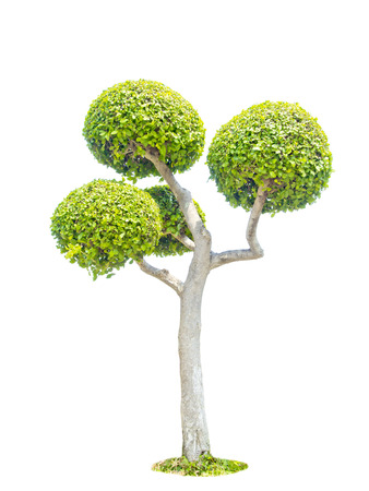 decorated tree isolated on whiteの写真素材