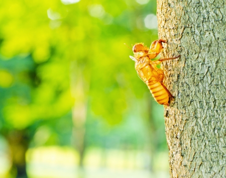 Cicada shell moult hanging from a treeの写真素材