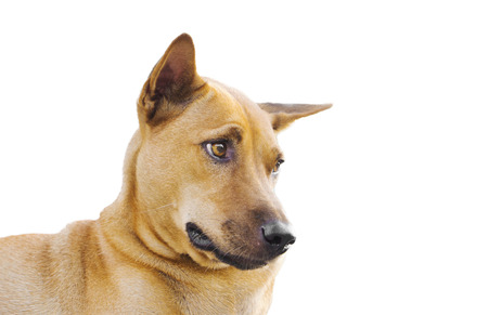 Close-up of stray dog isolated on white backgroundの写真素材