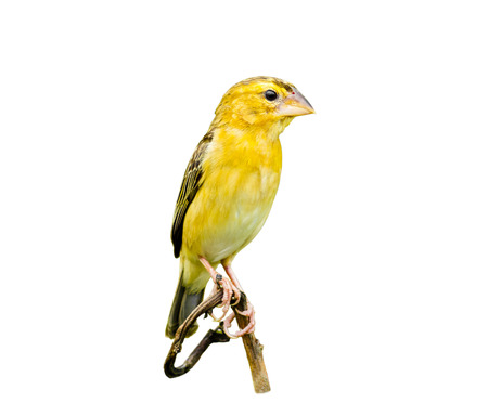 female bird of asian golden weaver isolated on whiteの写真素材