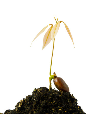 plant sprout isolated on white backgroundの写真素材
