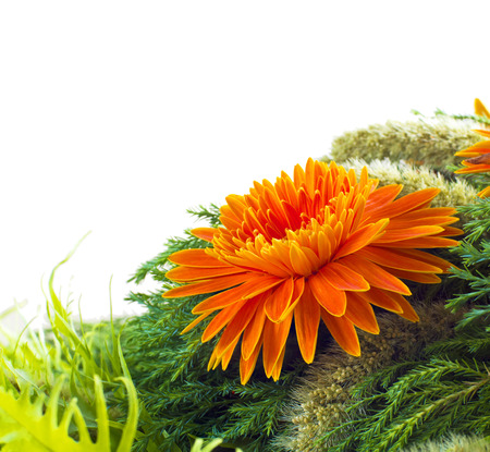 colorful tropical flower on white backgroundの写真素材