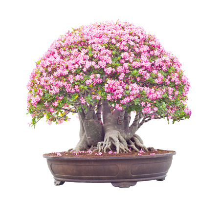 pink desert Rose blooming isolated on white backgroundの写真素材