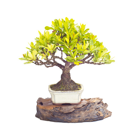 Lxora bonsai tree isolated on a white backgroundの写真素材