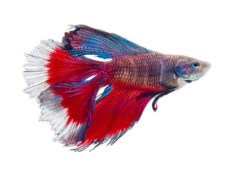 double tail siamese fighting fish, betta splendens isolated on white backgroundの写真素材
