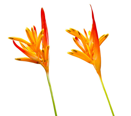 heliconia flower isolated on white backgroundの写真素材