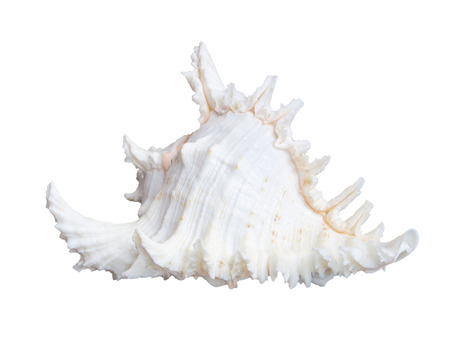 white seashell isolated on white 