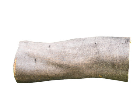 wooden log isolated on white の写真素材