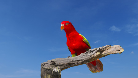close up shot on eye of red parrot bird, outdoor shotの写真素材