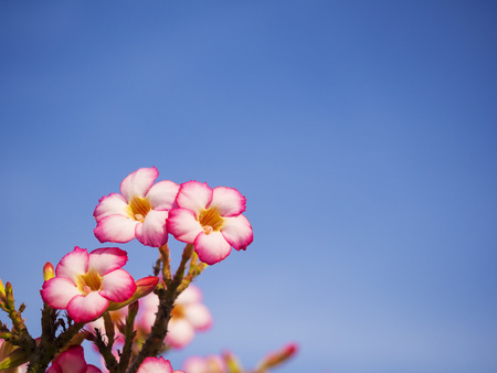 Adenium obesum tree also known as Desert Rose, Impala Lily, Mock Azalea, tropical treeの写真素材
