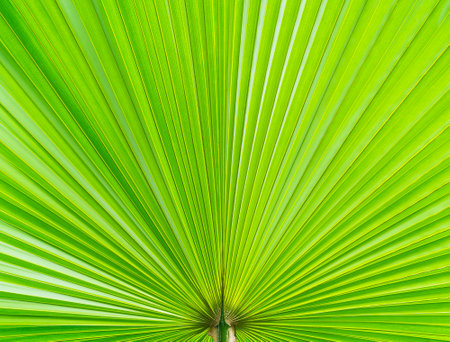 green leaf of palm filled full frameの写真素材