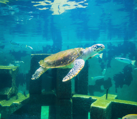 sea turtle in underwater world with artificial concrete environmentの写真素材
