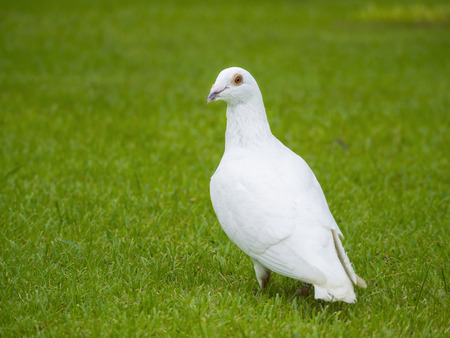 white pigeon bird standing on green grass fieldの写真素材