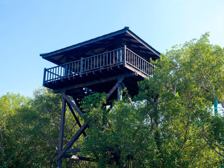 tower in the forest for watching natural mangrove forestの写真素材