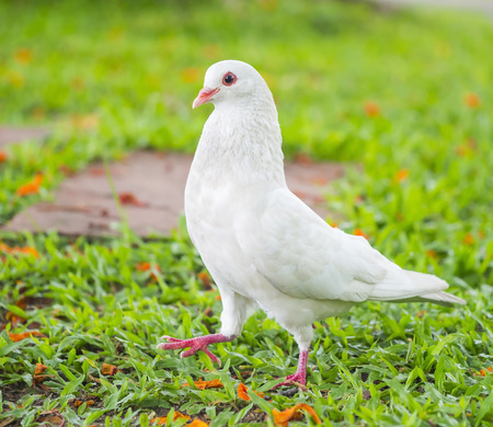 pigeons standing on the grass in a city parkの写真素材