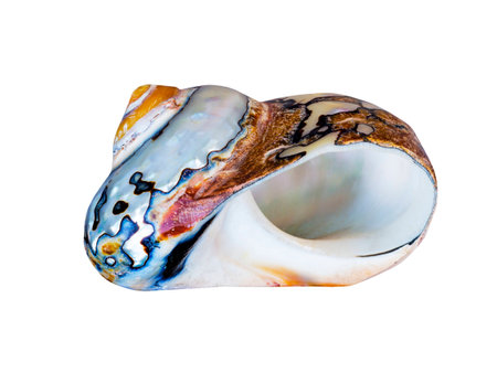 shell isolated on white の写真素材