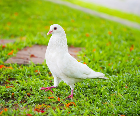 pigeons standing on the grass in a city parkの写真素材