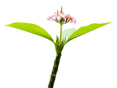 plumeria flower isolated on white の写真素材