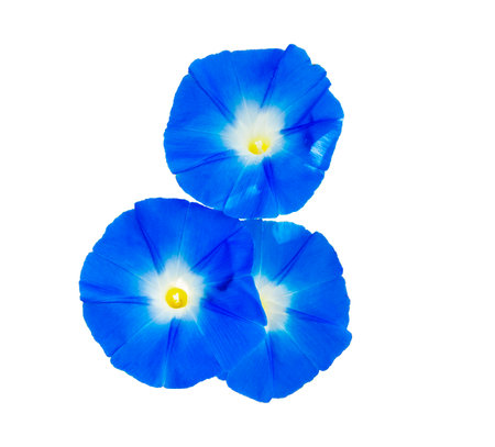 Morning glory Heavenly blue flower isolated on whiteの写真素材
