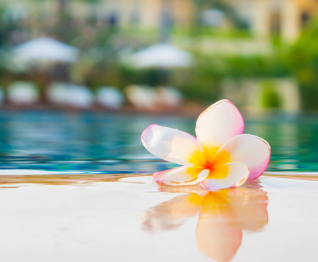 plumeria flower on swimming poolの写真素材