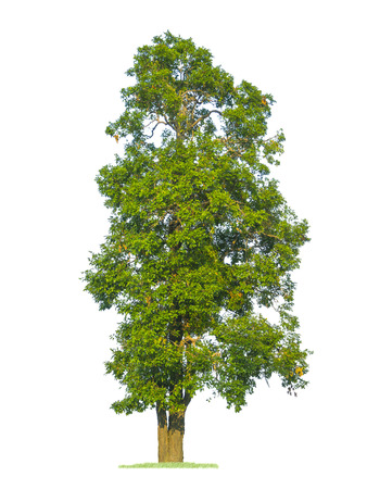 green tree isolated on pure white の写真素材