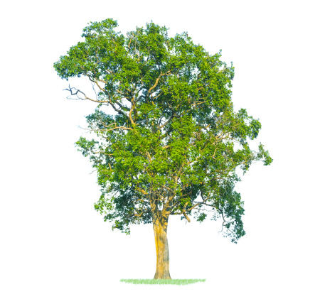 green tree isolated on white の写真素材