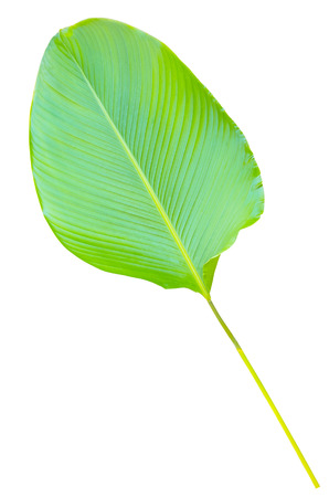 palm leaf isolated on white の写真素材