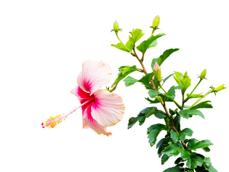 hibiscus flower after the rain had passedの写真素材