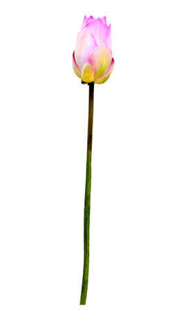 magenta lotus flowers isolated on white の写真素材