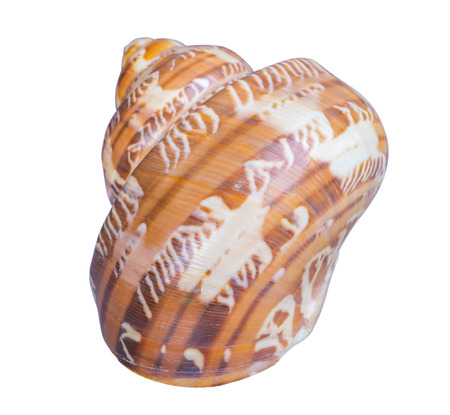 sea shell on whiteの写真素材