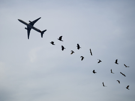 crows flying follow the plane in skyの写真素材