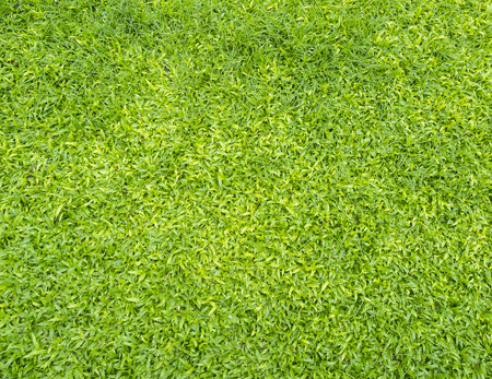 green grass filled full frameの写真素材