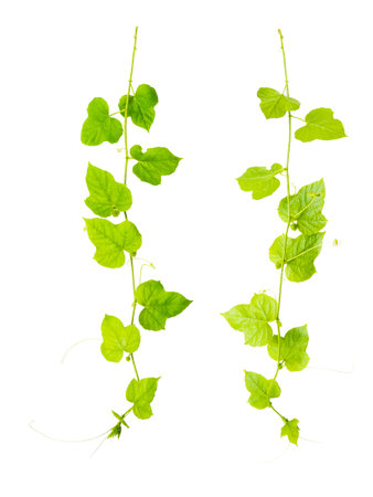 green ivy isolated on white background