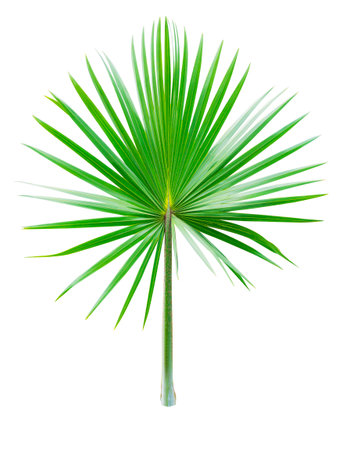 green leaf of palm isolated on whiteの写真素材